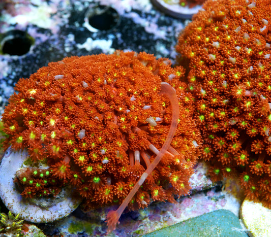 Phoenix Rising Goniopora