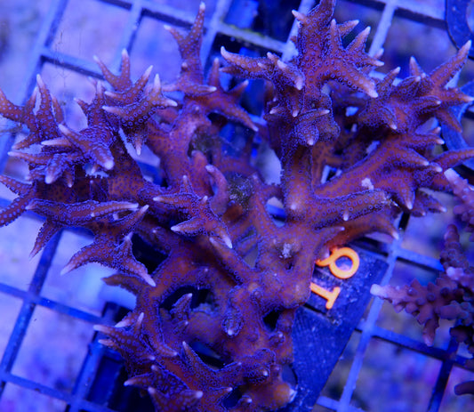 Pink Birdsnest Serioptera hystrix