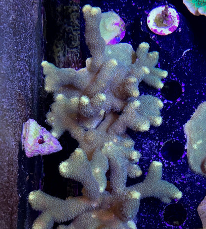 Branching Yellow Porites