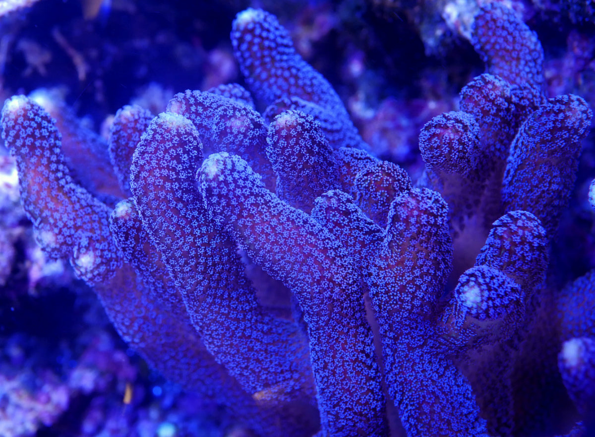 Milka Stylophora Pistalata
