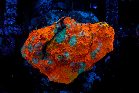 Echinopora sp. Chalice