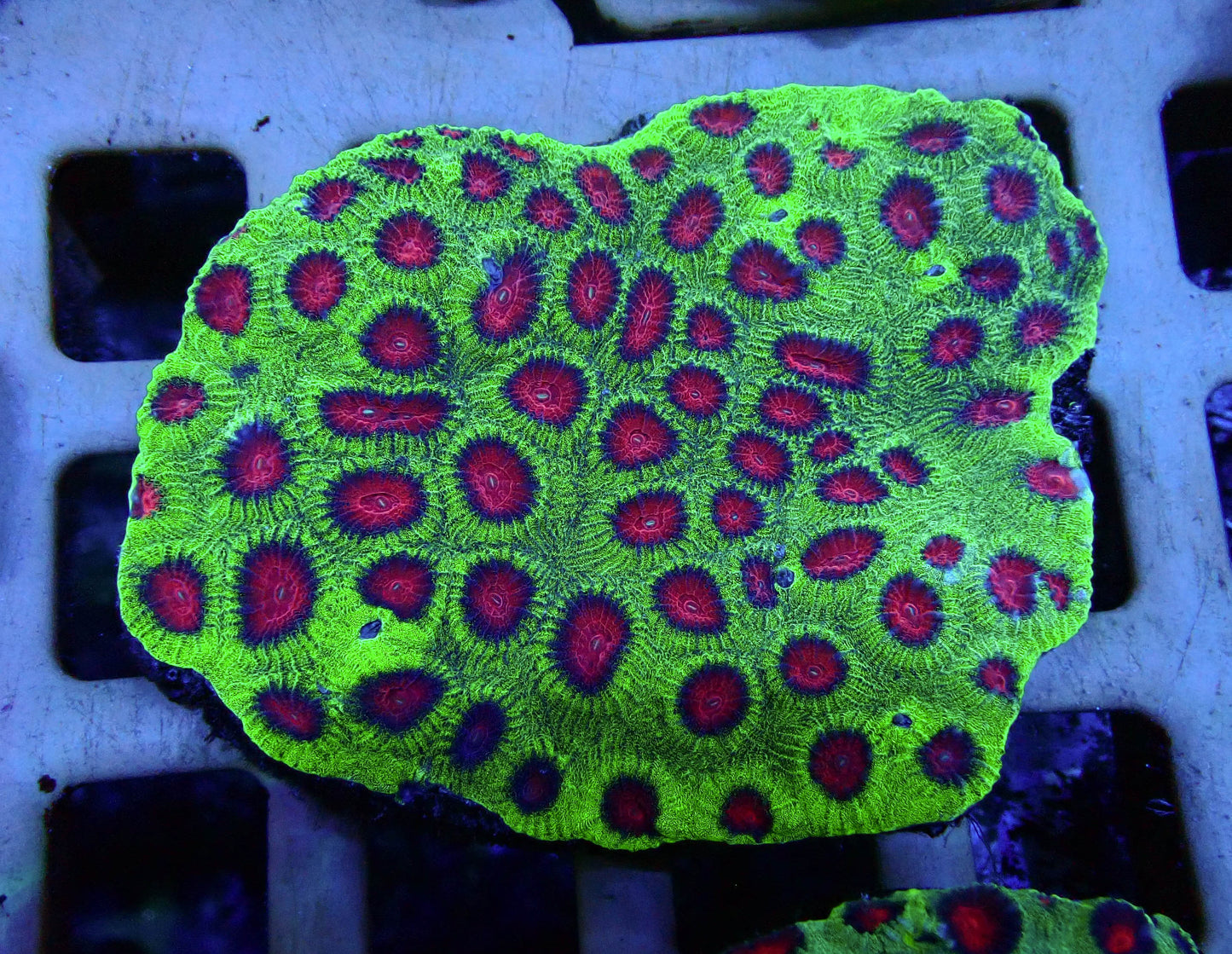 Red Green and Blue Favia