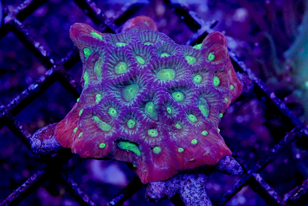 Ring of Fire War Coral Favites
