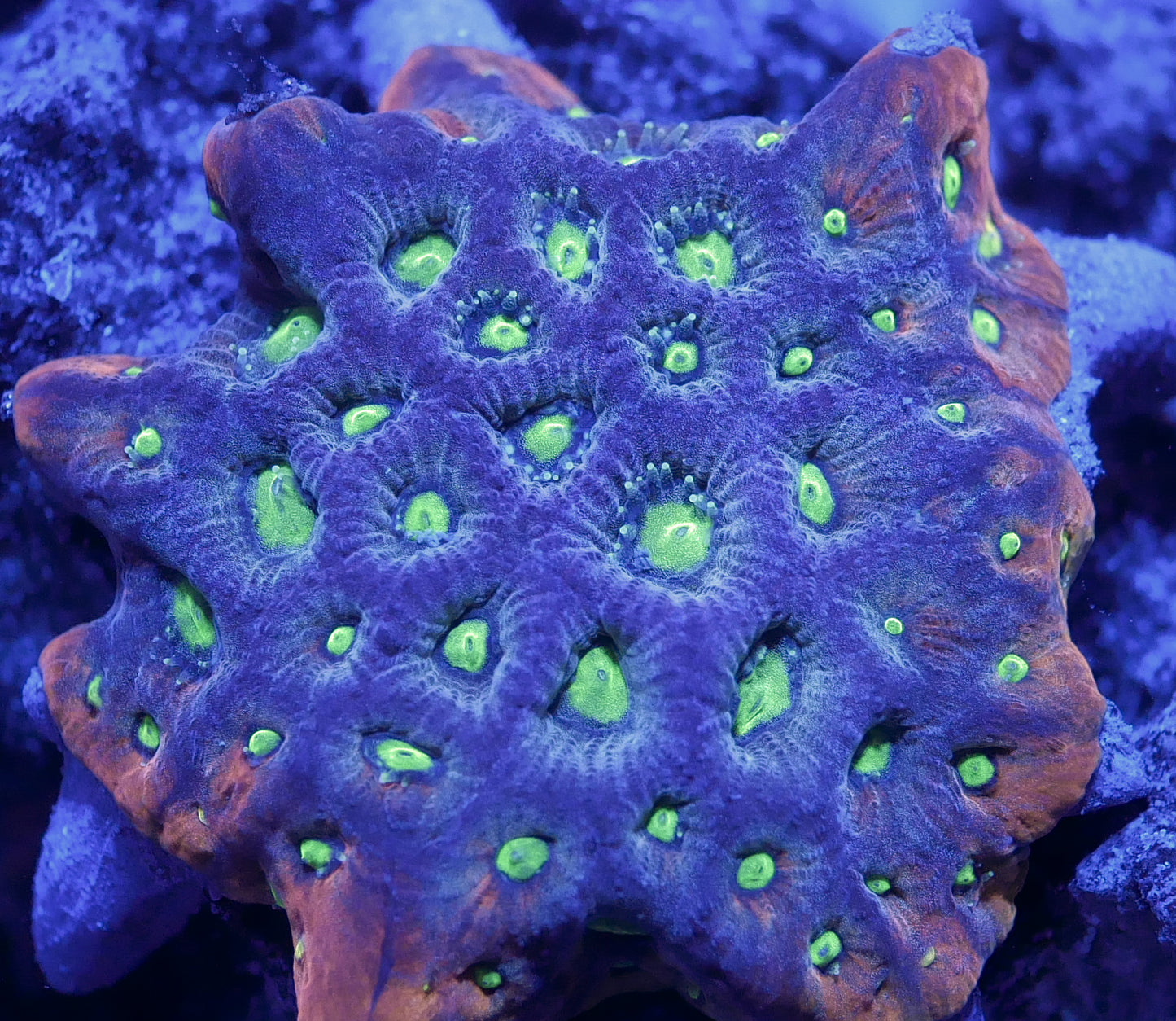 Ring of Fire War Coral Favites