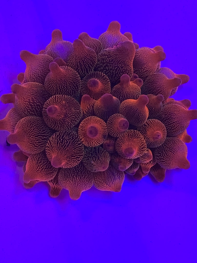 Cultured Rainbow Bubble Tip Anemone