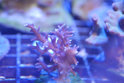 Pink Birdsnest Serioptera hystrix