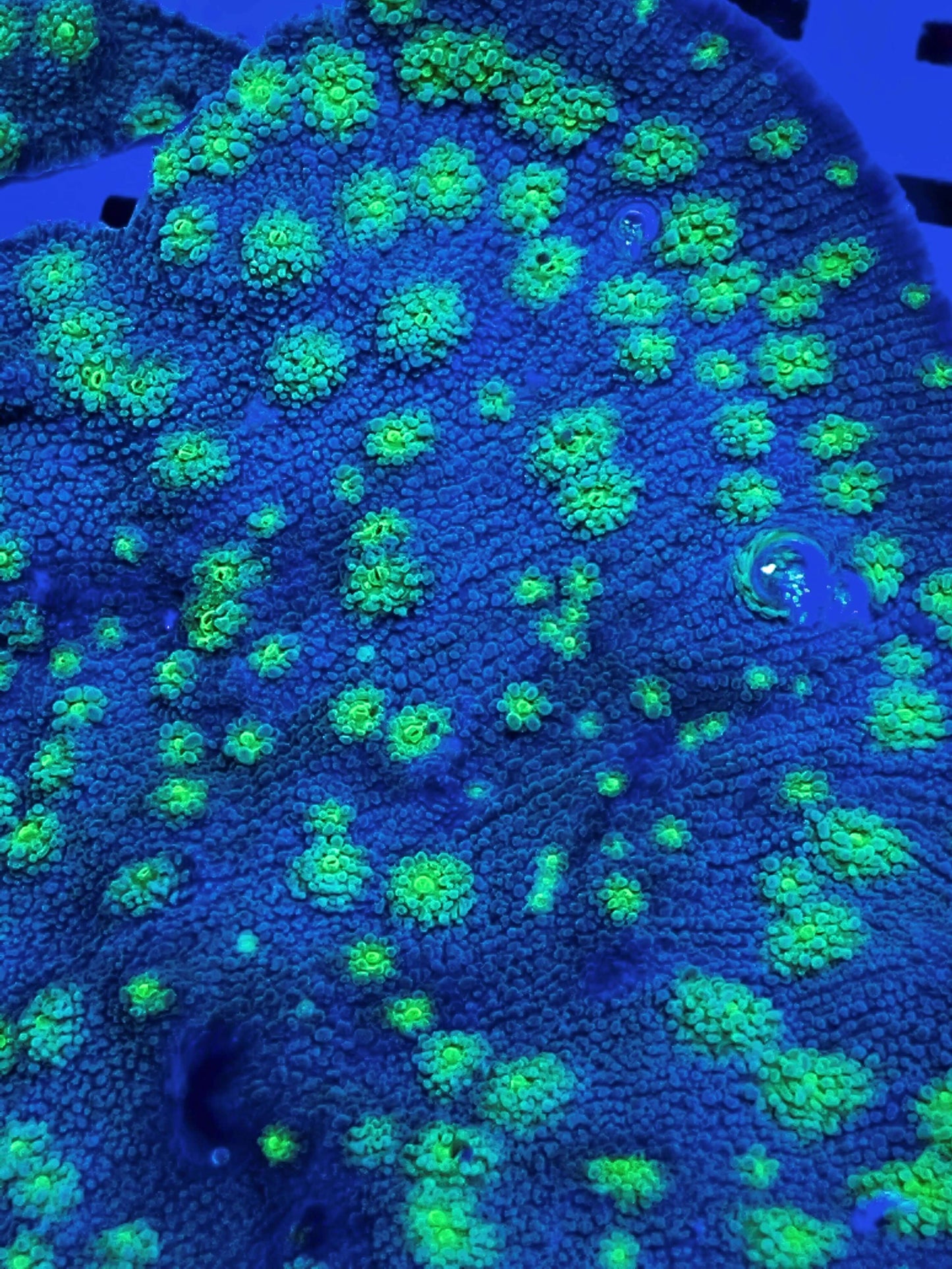 Sprung Stunner Chalice