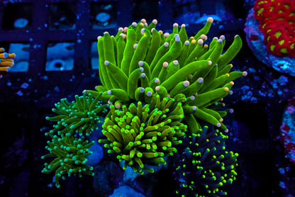 Assorted Maricultured Euphyllia