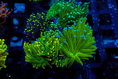 Assorted Maricultured Euphyllia