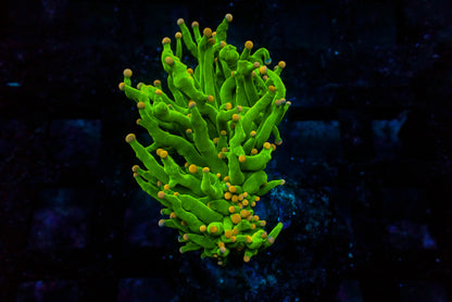 Assorted Maricultured Euphyllia