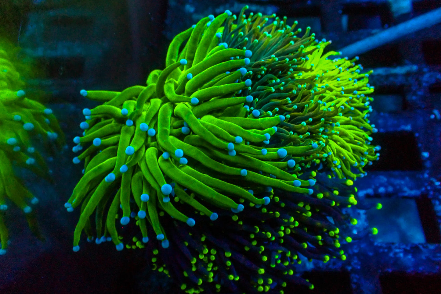 Assorted Maricultured Euphyllia