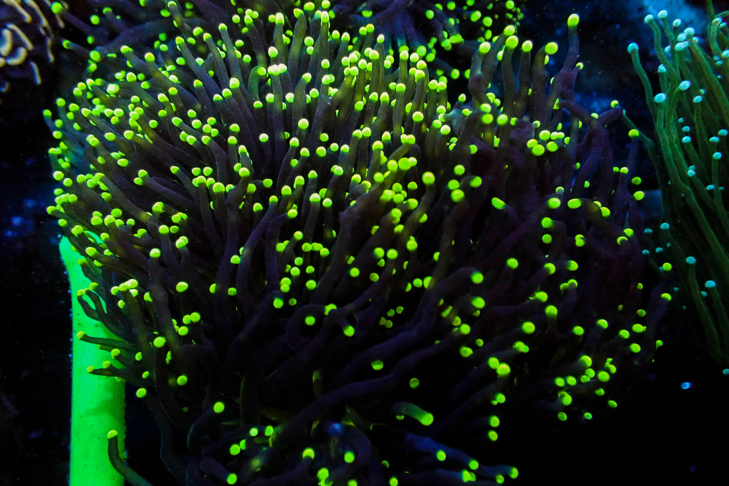 Assorted Maricultured Euphyllia