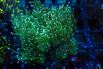 Assorted Maricultured Euphyllia