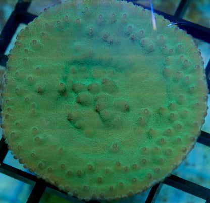 Turbinaria plate XL 4 pack- aquacultured