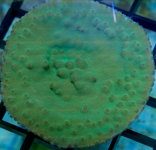 Turbinaria plate XL 4 pack- aquacultured