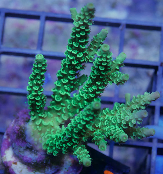 Acropora millepora- Bright green
