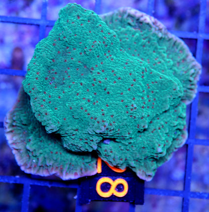 Seasons Greetings Montipora
