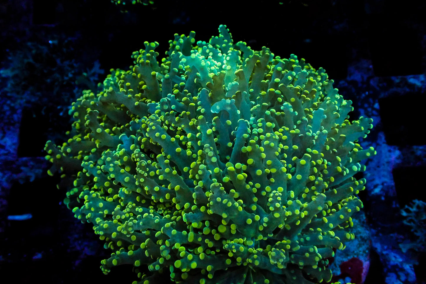 Assorted Maricultured Euphyllia