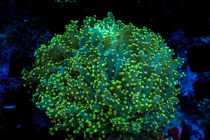 Assorted Maricultured Euphyllia