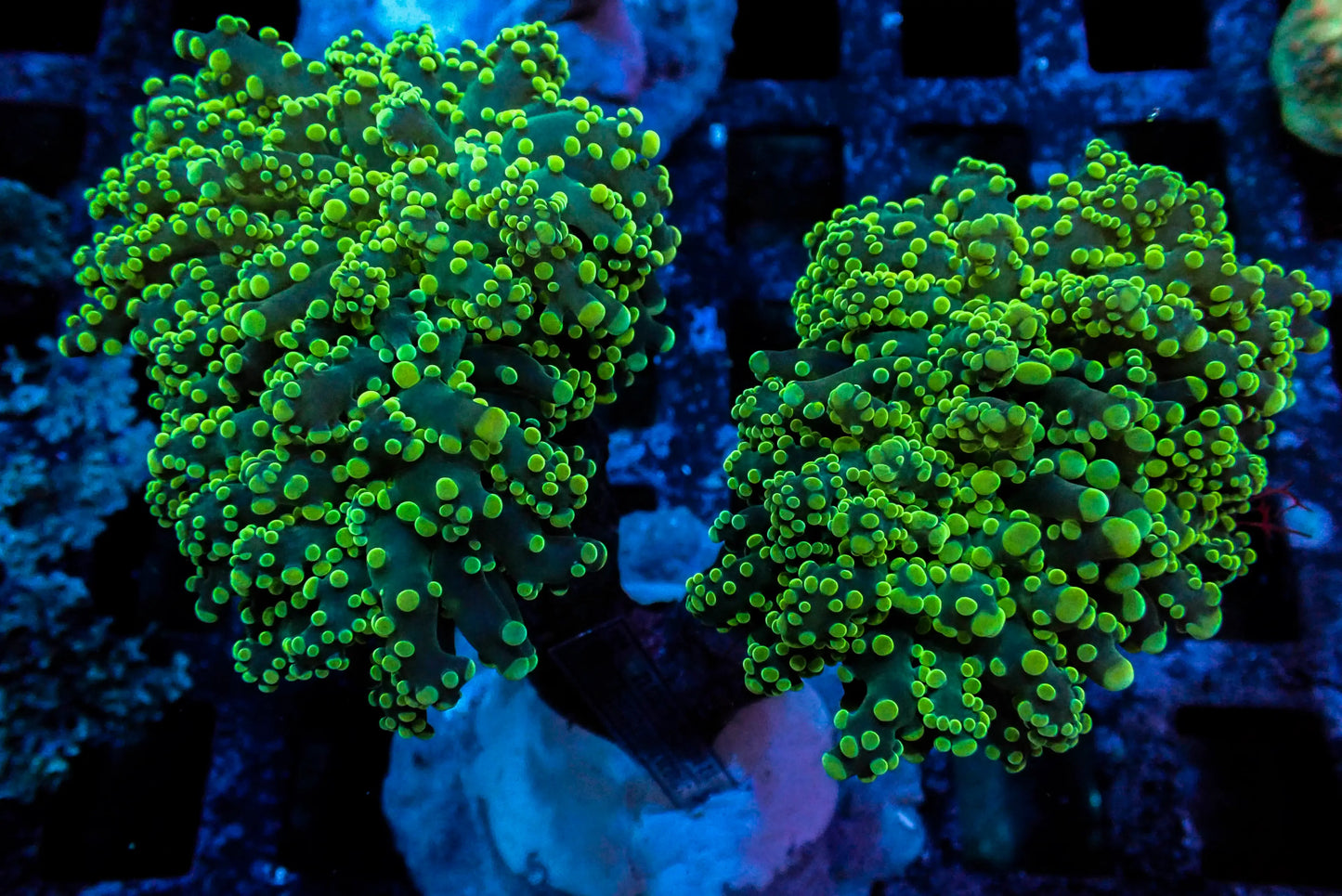 Assorted Maricultured Euphyllia