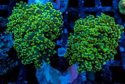 Assorted Maricultured Euphyllia