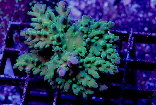 SPS 15 Pack- Large Corals