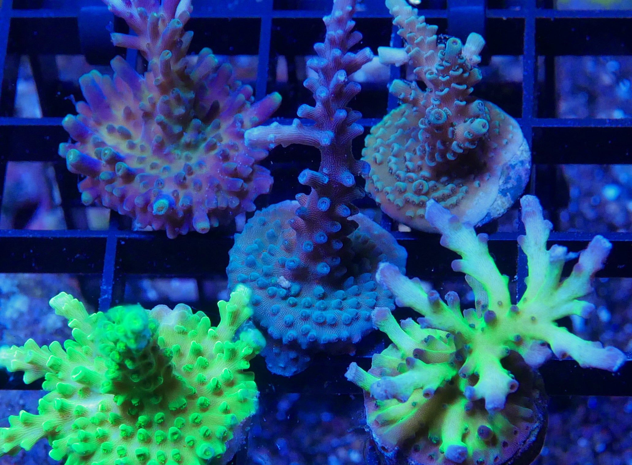 Farmers Mix Pick Package Deluxe – CapitalCorals