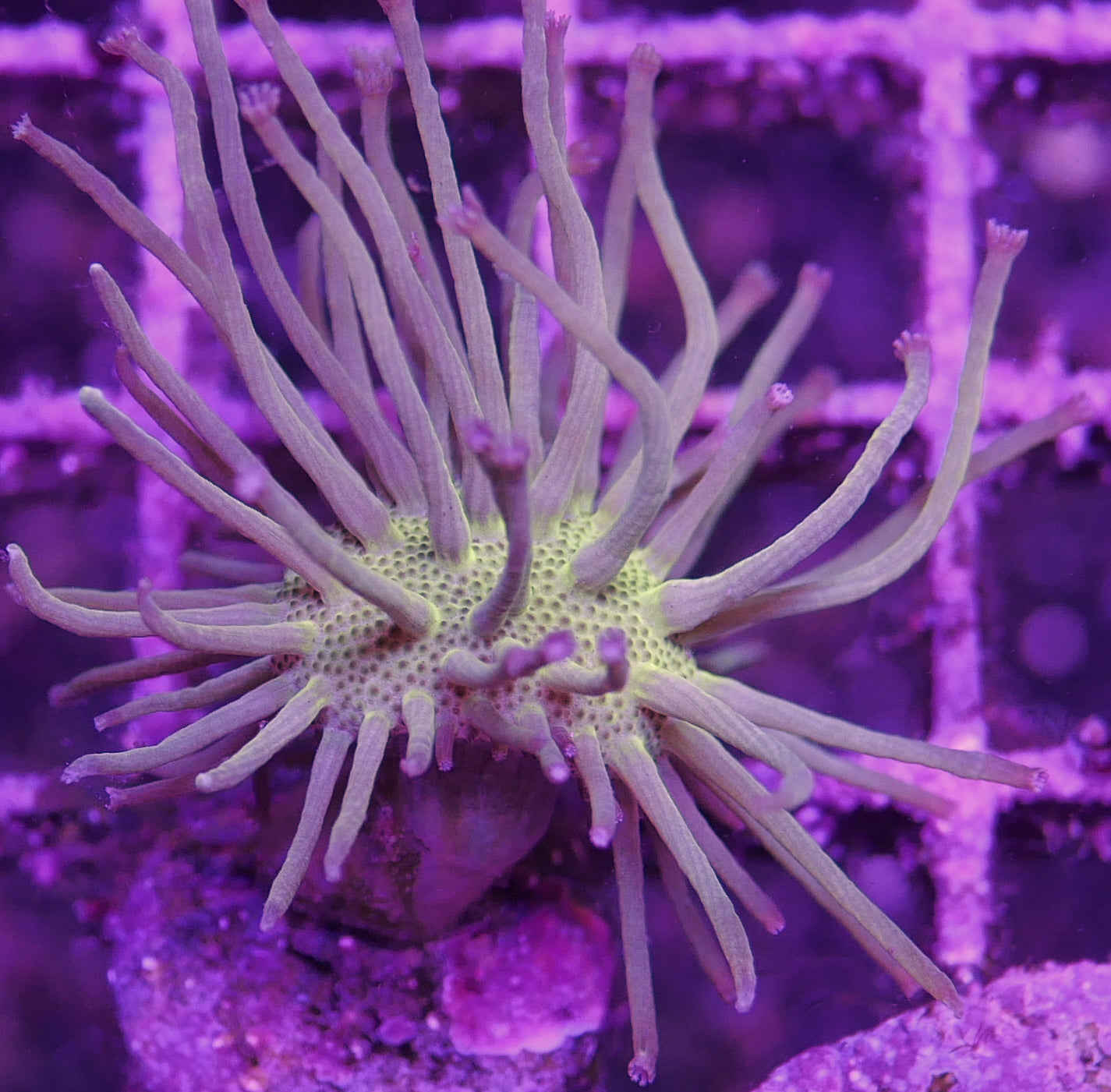 Sarcophyton Toadstool