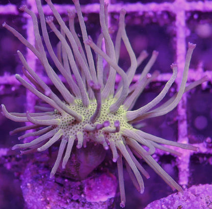 Sarcophyton Toadstool