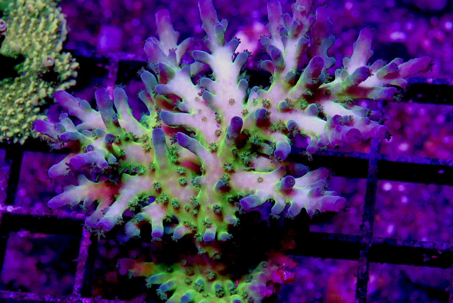 SPS 15 Pack- Large Corals