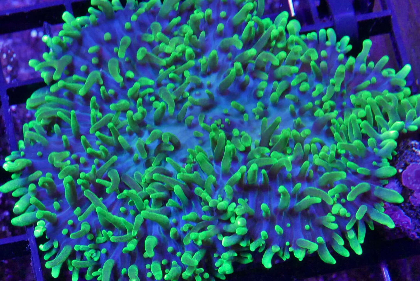 Hairy Blueberry Mushroom