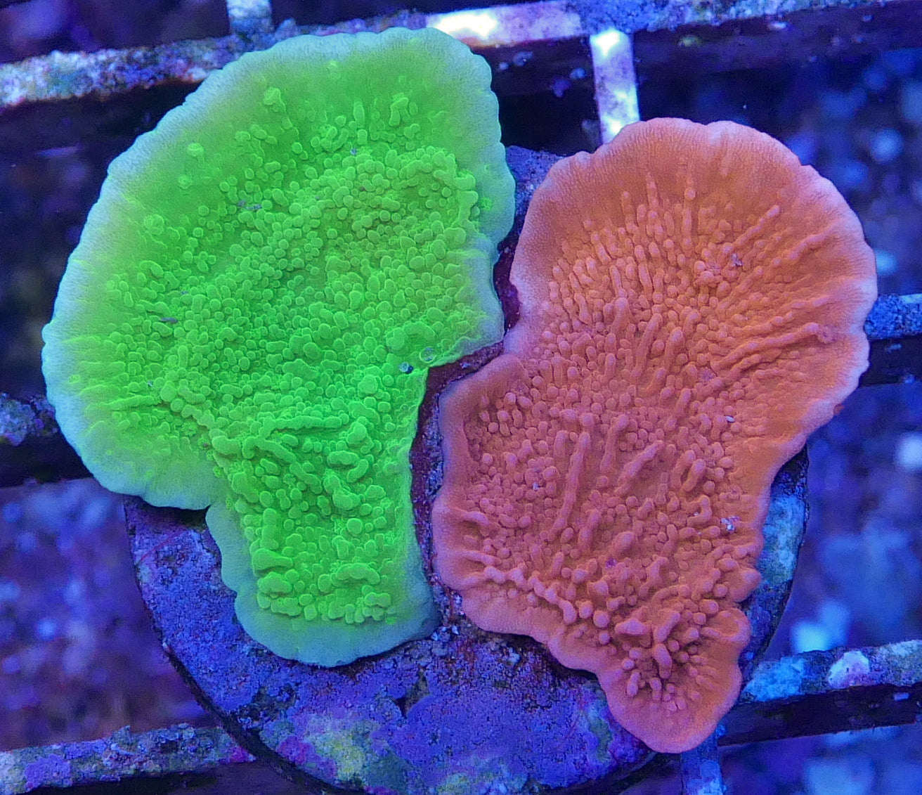 Assorted Montipora packs