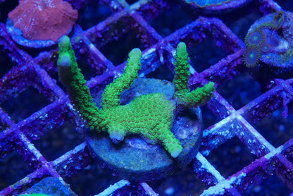 Montipora digitata 6 pack