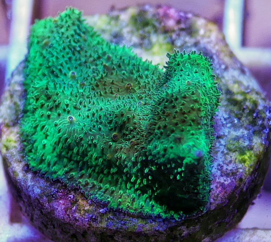 Forest Green Psammocora