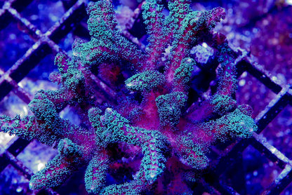 Assorted SPS (Non-Acropora) 12 pack