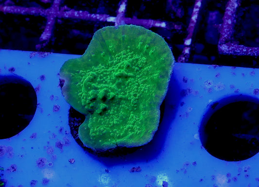 Bright Green Plating Montipora