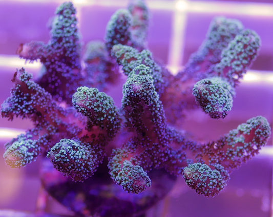 Green Birdsnest Seriatopora