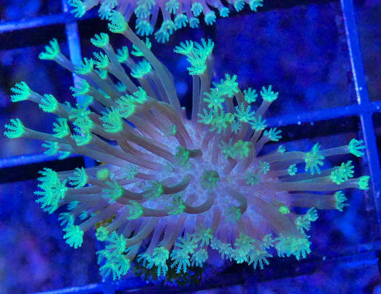 Sarcophyton Toadstool