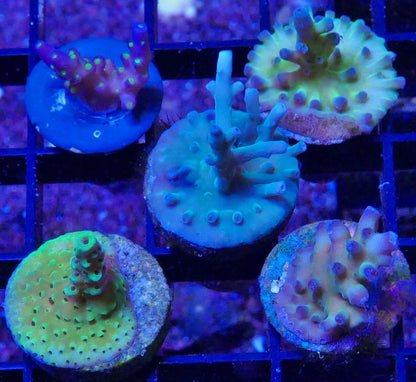 Assorted Acropora