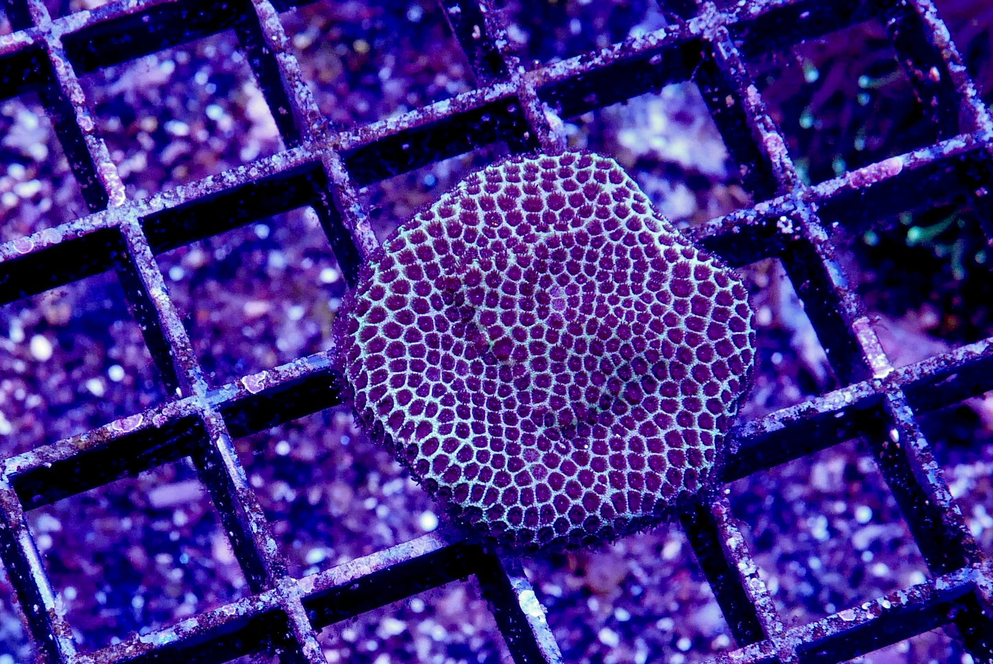 Mint Chocolate Chip Porites