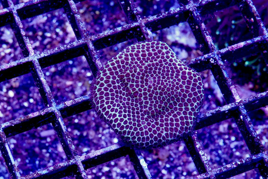 Mint Chocolate Chip Porites