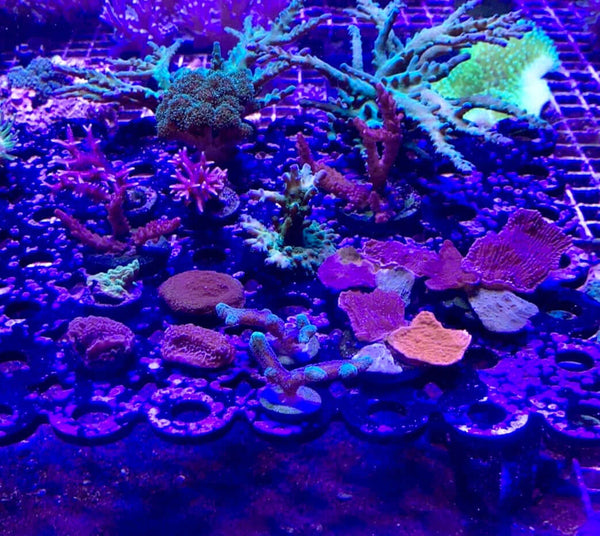 Assorted Mixed SPS 30 Pack