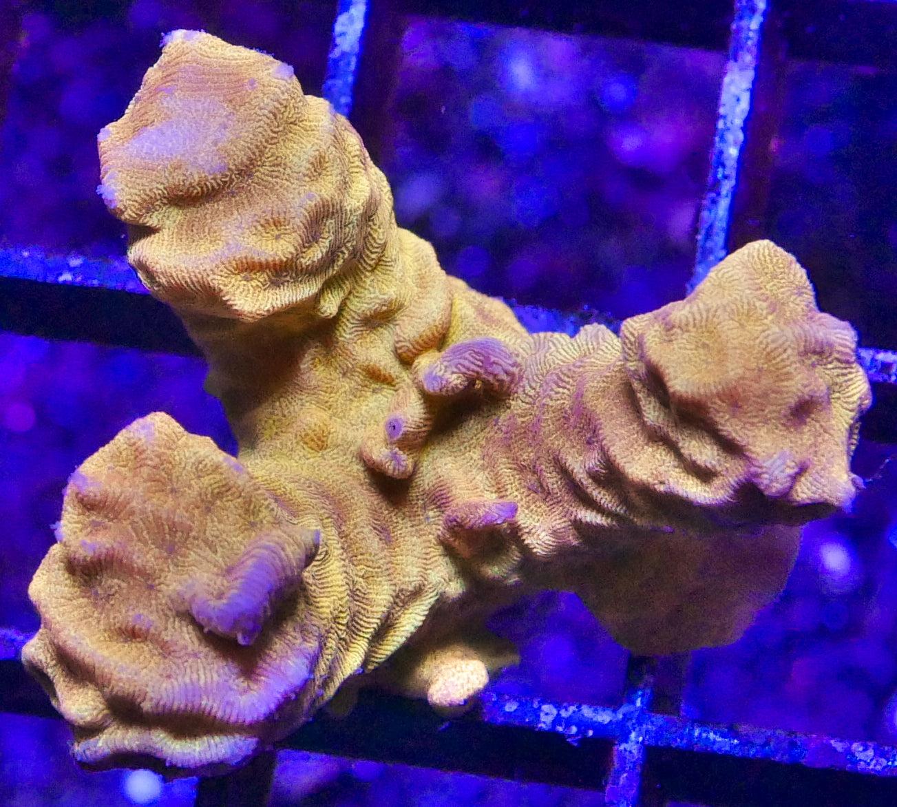 CC Tangerine Juice Leptoseris