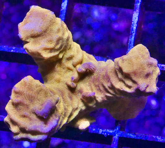 CC Tangerine Juice Leptoseris