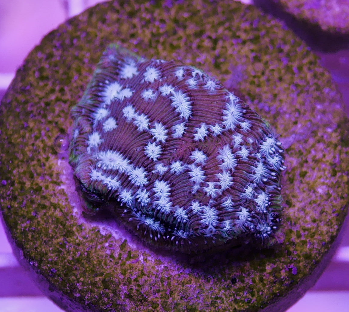 Blue "Mr. Freeze" Leptoseris