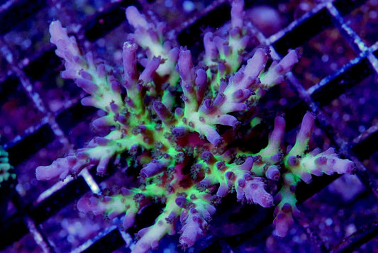 Assorted Acropora