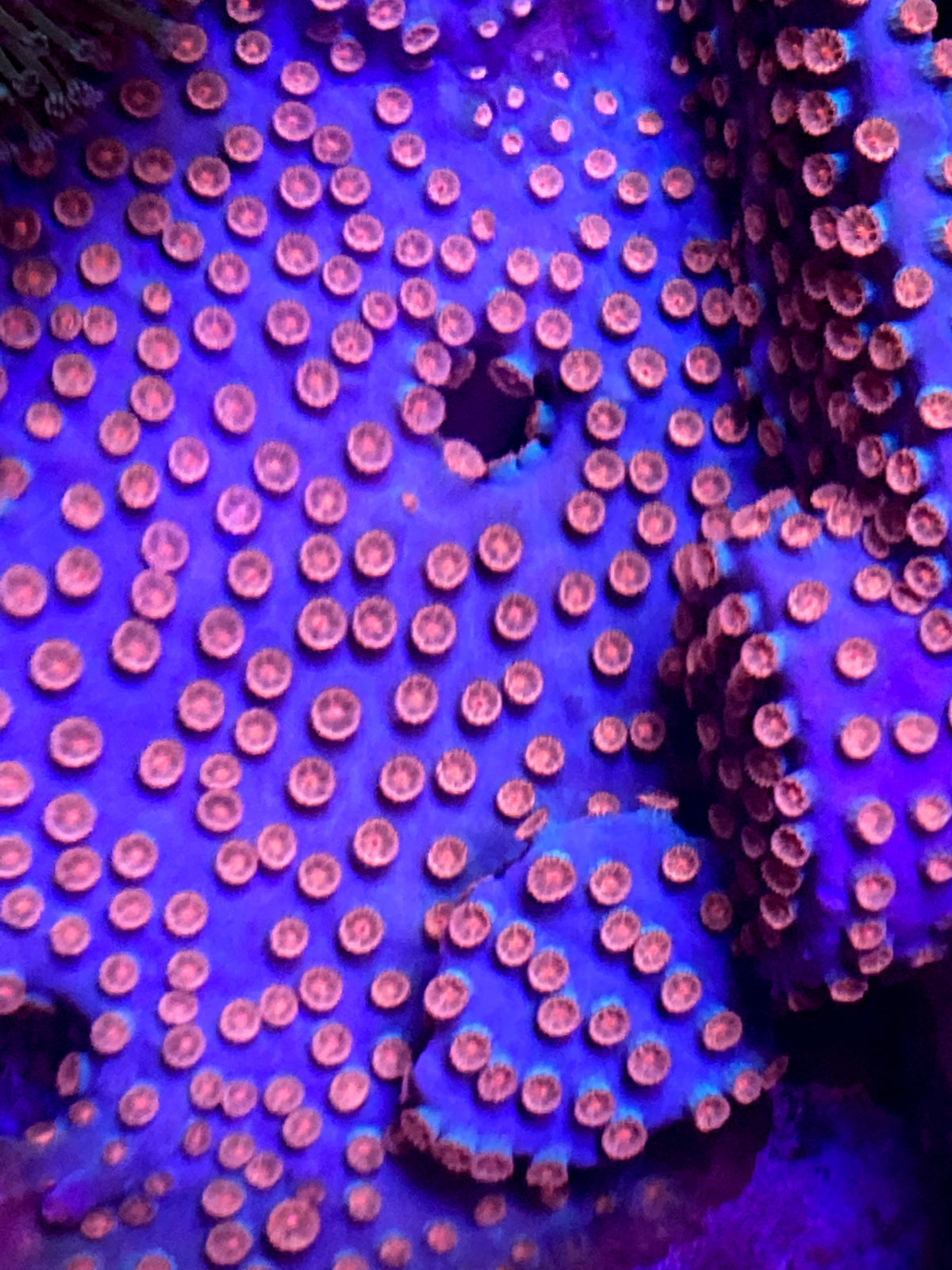 Meteor Shower Cyphastrea