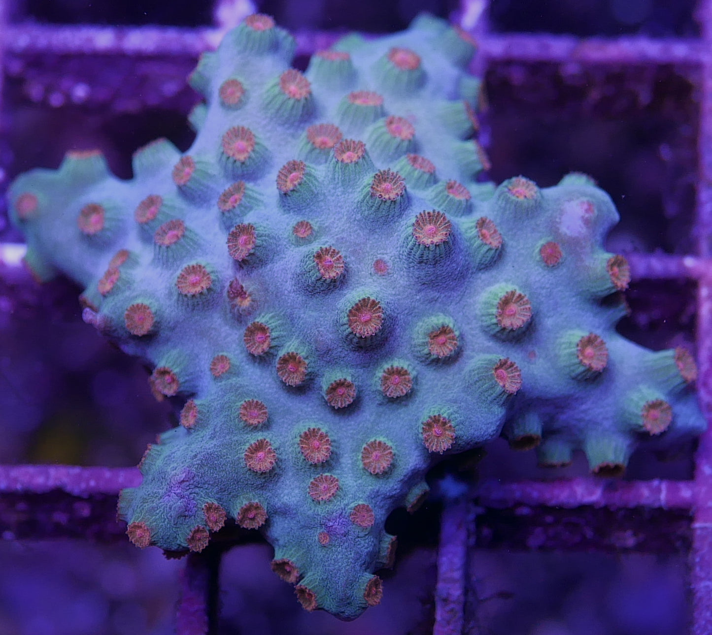 Assorted SPS (Non-Acropora) 12 pack