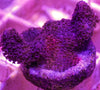 Purple Montipora Digitata