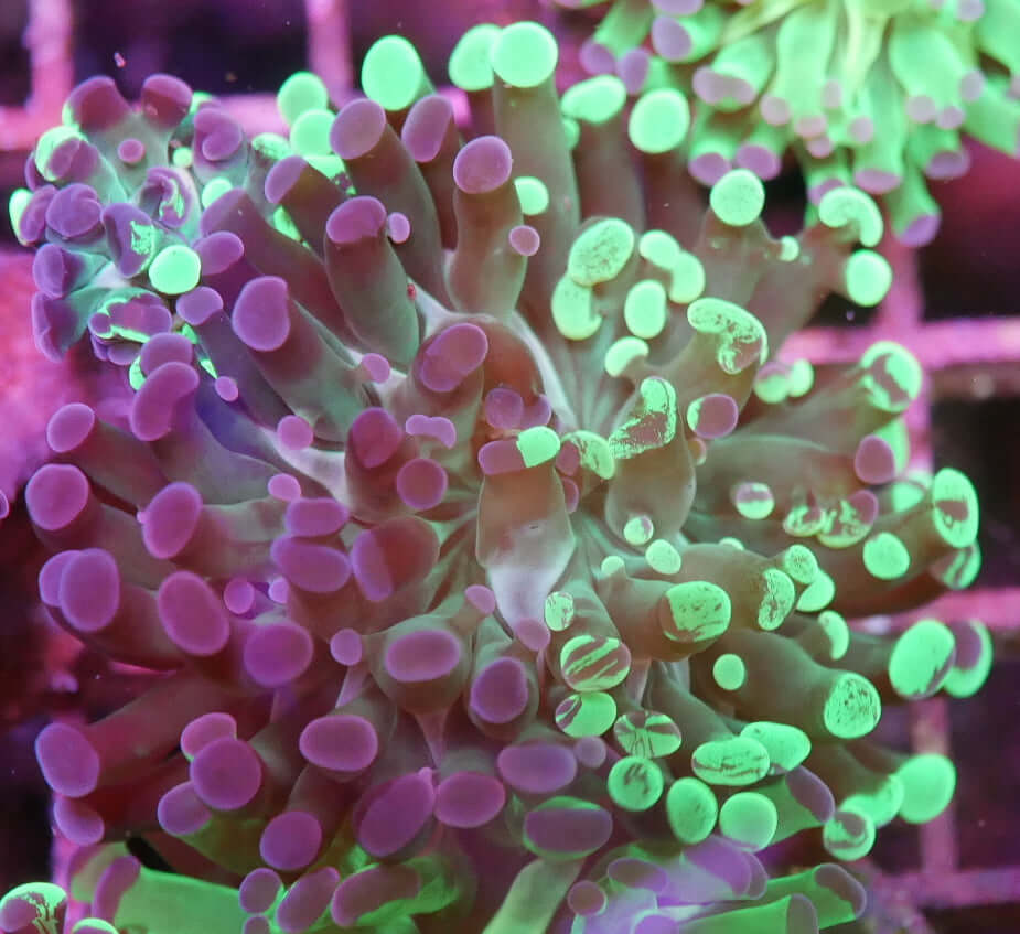 Indo Splatter Hammer Euphyllia ancora